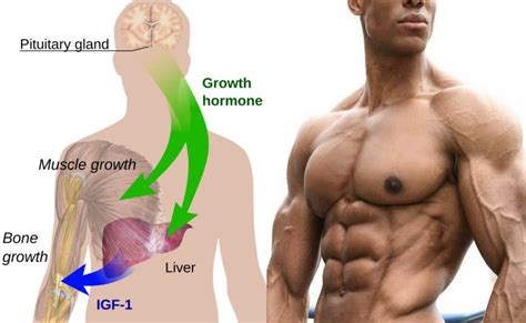 Natural supplement for releasing human growth hormone. HGH Injections for Men - USA Anti-Aging HGH clinic and doctors