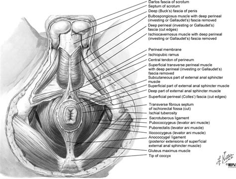 Our labeled diagrams and quizzes on the male reproductive. Anatomy of the male perineum (reproduced with permission from Netter... | Download Scientific ...