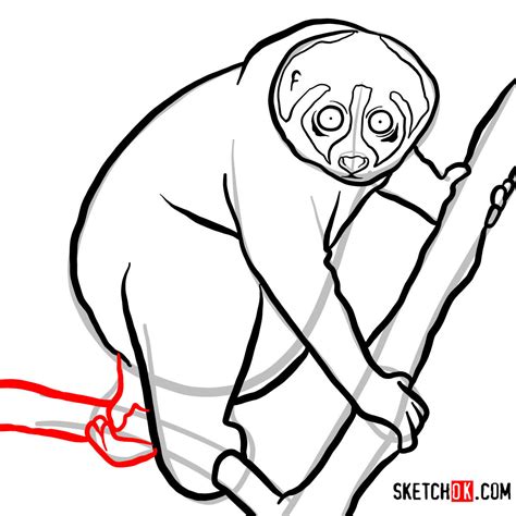 Start with big shapes and add detail as you go, angling the limbs as you see them. How to draw a Slow loris | Wild Animals - Step by step ...