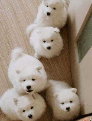 See more ideas about samoyed, dogs, puppies. Samoyed Puppies For Sale | El Paso, TX #145273 | Petzlover