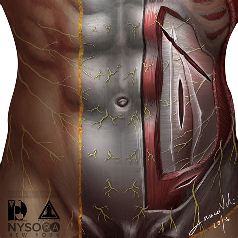 This section of the website will explain large and minute details of abdomen axial cross sectional anatomy. Abdominal Anatomy Medical Illustration - avenue-v