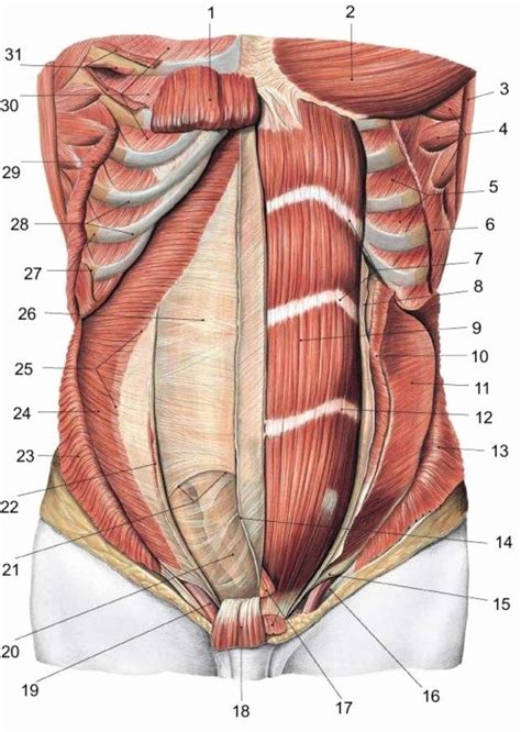 There are two hip bones, one on the left side of the body and the other on the right. Human Anatomy Abdomen - koibana.info | Muscle anatomy ...