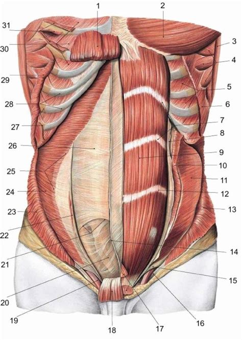 Последние твиты от female muscles +3900♥ (@female_muscles). Human Anatomy Abdomen - koibana.info | Muscle anatomy ...