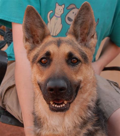 Adoption rates skyrocketed through march and april at many animal shelters, as people across the country prepared to shelter in place and wanted a furry face to cuddle through the uncertainty. Animal Adoption Near Me Today - Wayang Pets