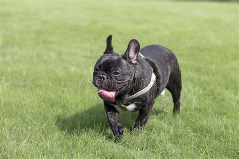 Noa uk breed survey report on 71 dog deaths put the average lifespan of french bulldogs at 8 to 10 years, while the uk breed club suggests an average of 12 to 14 years. Muscular French Bulldog Stock Images - Download 261 ...