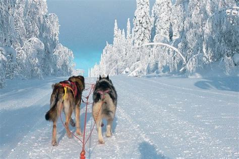 Envie de grands espaces et d'une activité nature en compagnie d'un animal ? Traîneau à chiens dans la forêt boréale - Voyage Finlande - Chien de traîneau - Paljakka