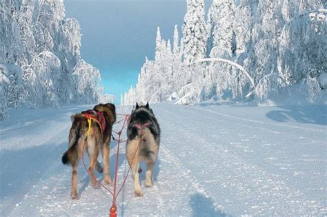 To take photographs of the huskies during the peak season. Traîneau à chiens dans la forêt boréale - Voyage Finlande - Chien de traîneau - Paljakka