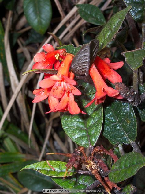 Over the time it has been ranked as high as 956 999 all this time it was owned by rkey0000138366 of asia times sdn bhd, it was hosted by exa. Photo of Rhododendron. Mt Kinabalu National Park, Sabah ...