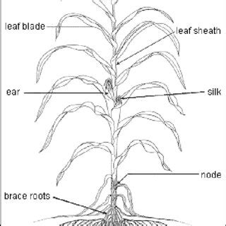 Oryzae, sitotroga cereallela, tribolium spp. (PDF) EFFECTS OF HERMETIC BAG STORAGE ON INSECT PEST ...