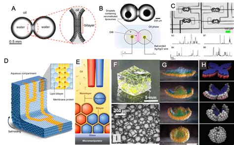 Artificial bilayer tissue-like materials | Center for Dynamics and Control of Materials: an NSF ...