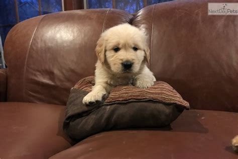 Maybe you would like to learn more about one of these? Red : Golden Retriever puppy for sale near Baltimore ...