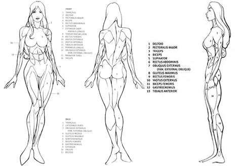 Anatomy of the human body. Figure Drawing Resources - Mr. Stepp
