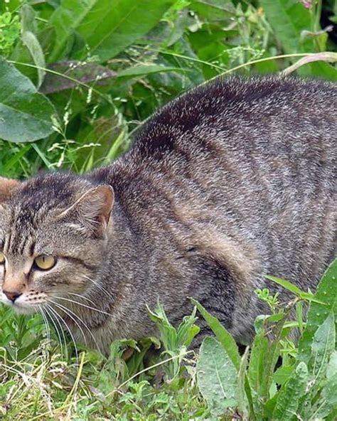Indoor cats can lead very happy lives, but you may not want to stop them from enjoying outdoor life completely. How to Stop Cats From Coming Into Your Garden - Dengarden ...
