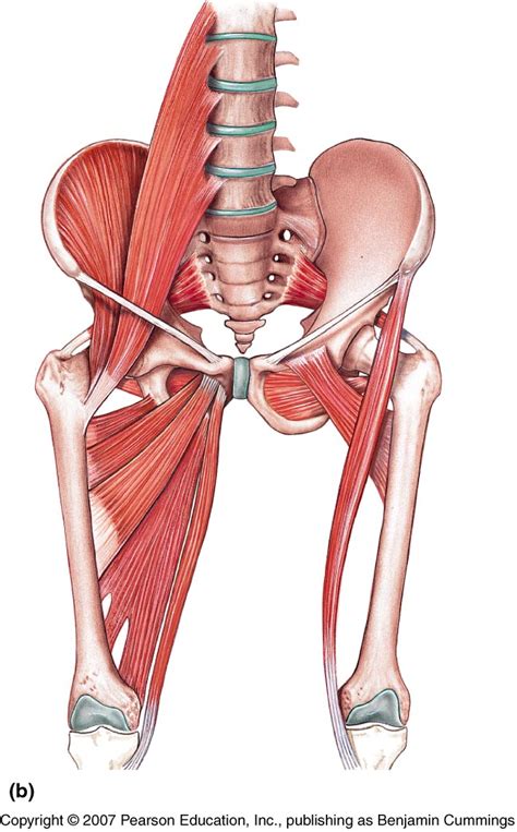 The gluteus maximus is rather large, and makes up the most prominent area of the buttocks. Diagram Of Hip.and Back.muscles : اسماء عضلات الظهر | Muscle diagram, Muscle anatomy, Body ...