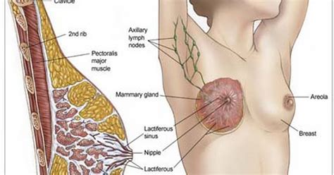 That's why regular screening with mammography is so important. Breast Cancer