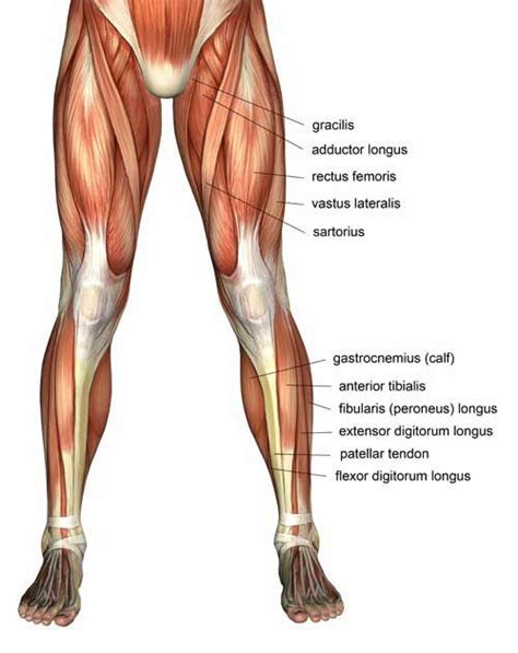 Your leg muscles are some of the hardest working muscles in your body. Gastrocnemius calf muscle anatomy