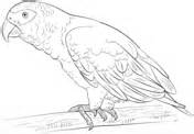 Parrots coloring pages | Free Coloring Pages