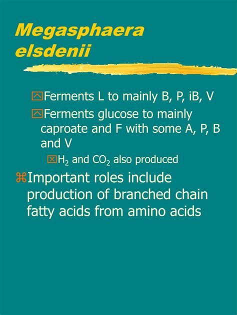 Ethyl alcohol is being produced in excess. PPT - The rumen PowerPoint Presentation, free download ...