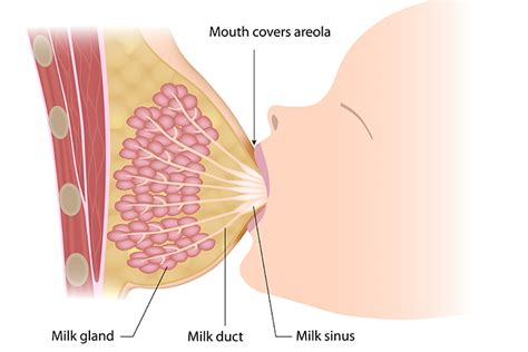 Within in 72 hours, your full milk should come in, but if it doesn't, you should let your doctor know. Breast Milk Production: 5 Stages of Preparing Your Breasts ...