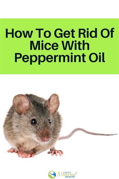 Once a mouse finds a place to live, the rodent lays down a mix of urine and to end the cycle, and for how to get rid of mice in the walls and your house, follow the steps below. How To Get Rid Of Mice Naturally With Peppermint Oil ...