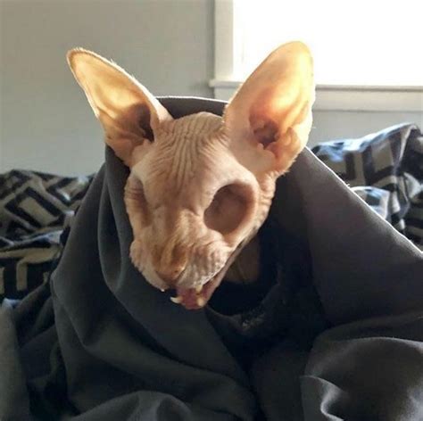 There are many claims about certain animals being hypoallergenic, but can they be believed? Thanks, i hate sphinx cat with no eyes : TIHI