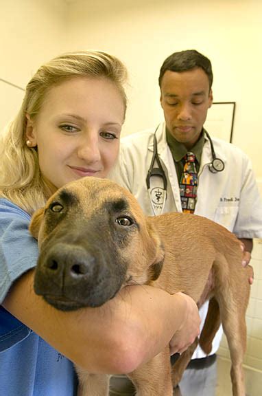 He's been poked, prodded, stitched and even put in a cone of shame for nine days. Columbia Pike Documentary Project: Arlington Veterinary ...