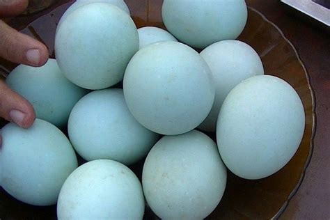 jamu telur bebek