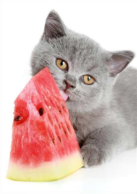 The occasional thin, pale seed from a seedless watermelon should not cause harm if accidentally ingested. Can Cats Eat Watermelon? Is Watermelon Safe For Cats?