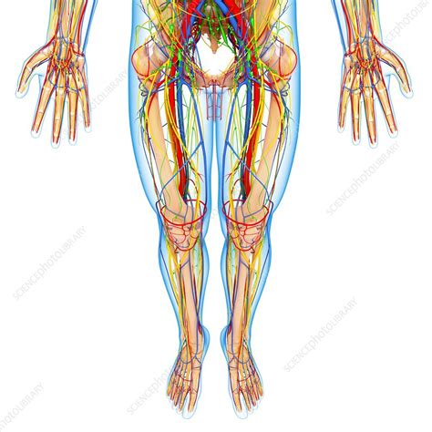 It is composed of many different types of cells that together create tissues and subsequently organ systems. Lower body anatomy, artwork - Stock Image - F006/1238 ...