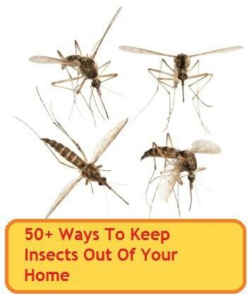 12 home remedies to get rid of termites. Pin by Heather Harger on Natural remedies | Insects, Diy ...