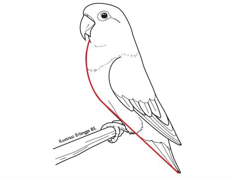 Berikut kami hadirkan beragam jenis makanan burung lovebird. 29+ Viral Gambar Sketsa Burung Lovebird Ngekek Terkeren ...