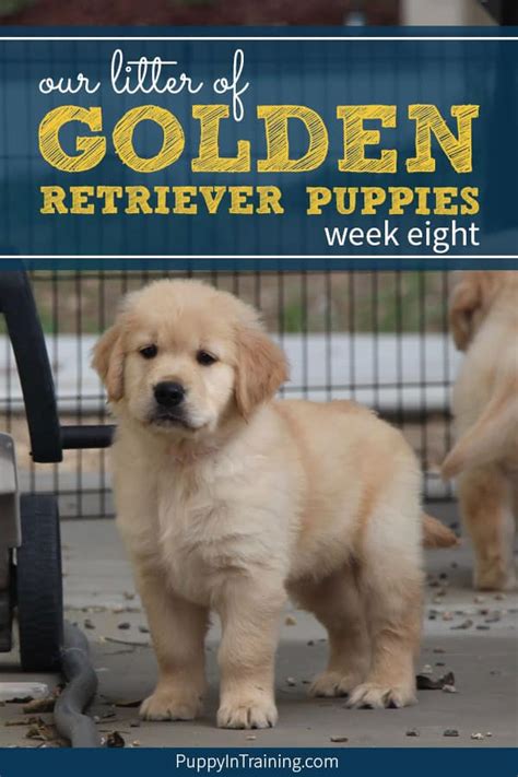 Your golden retriever puppy is the cutest, sweetest little girl.until she starts to bite. Our Litter Of Golden Retriever Pups - Week 8 - Puppy In ...