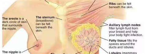 Though the statistics might be scary, catching breast cancer early can make a real difference in the success of treatment. Breast Cancer malignancies in women - Update - www ...