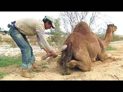 What do you call it when someone leaves a country to find work/live elsewhere? How camels give birth - Veterinary Breeding Camel - YouTube