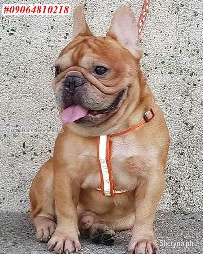 French bulldog price of is always at a very high level, usually not less than $2000 even for these raised as family pets only. French Bulldog | Pets Makati City, Metro Manila | Sheryna ...