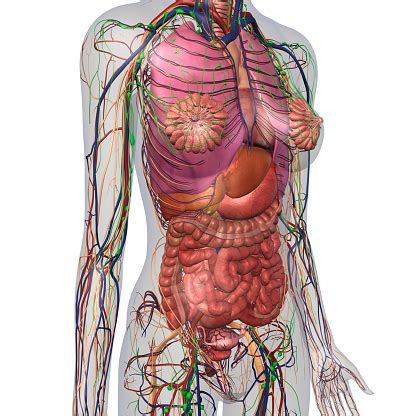 Learn about its function, parts, abdominal conditions, and more. Human Anatomy Of Female Chest And Abdomen Stock Photo ...