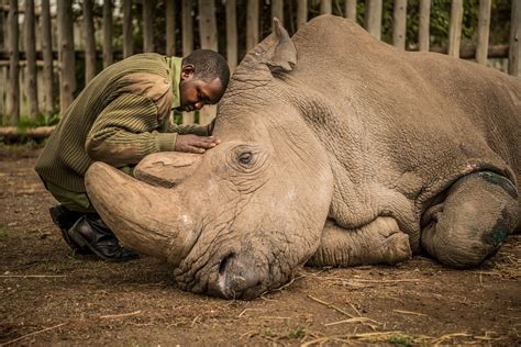 Kdf soldier gunned down after resisting armed robbery in nairobi. 6 White Rhinos in Nairobi National Park Killed for Defying ...