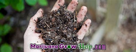 Nowadays, it's not surprising that many gardeners create cannabis plants through asexual with cloning, you can ensure that what you'll harvest are exact copies of your best plants traditionally or using a machine. Rooting Your Clones: A Review of Rooting Mediums ...