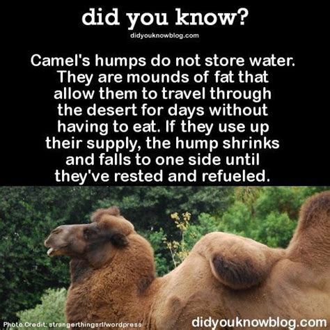 The camel humped himself and joined his three friends. Pin by Lisa Crouch on I Love Science | Fun facts about ...