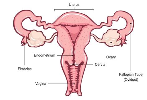 A sticky part at the top called a stigma, the thin tube leading downward called a style, and the sac at the bottom called an ovary. Female Reproductive System: Parts, Anatomy & Function ...