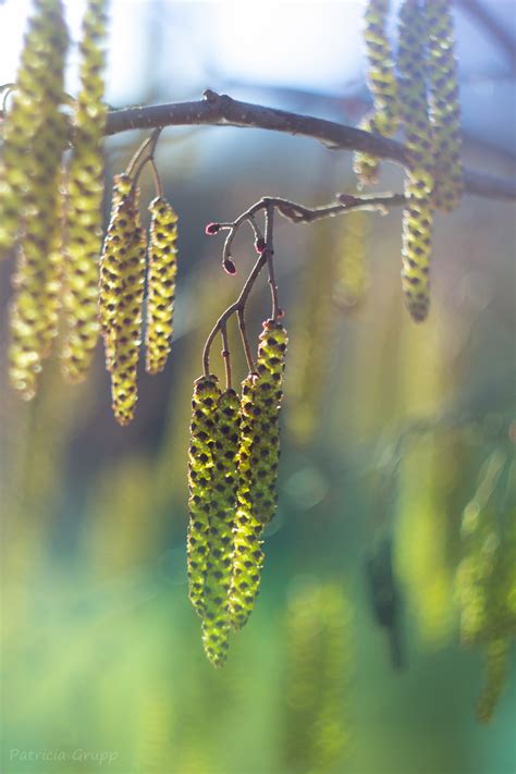 Startseite/ willkommensseite des botanischen gartens der universität ulm. Botanischer Garten, Ulm Foto & Bild | bäume, baum ...