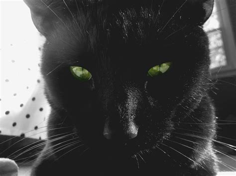 There are 536 cat whiskers eyes for sale on etsy, and they cost $10.35 on average. Green eyes | Black cat, Cats, Animals
