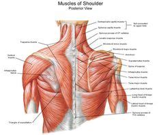 Which are the shoulder muscles and where they are located? Shoulder muscles and chest - human anatomy diagram ...