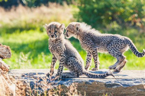 Cheetah cubs become unleashed in Kristiansand Zoo - Norway Today