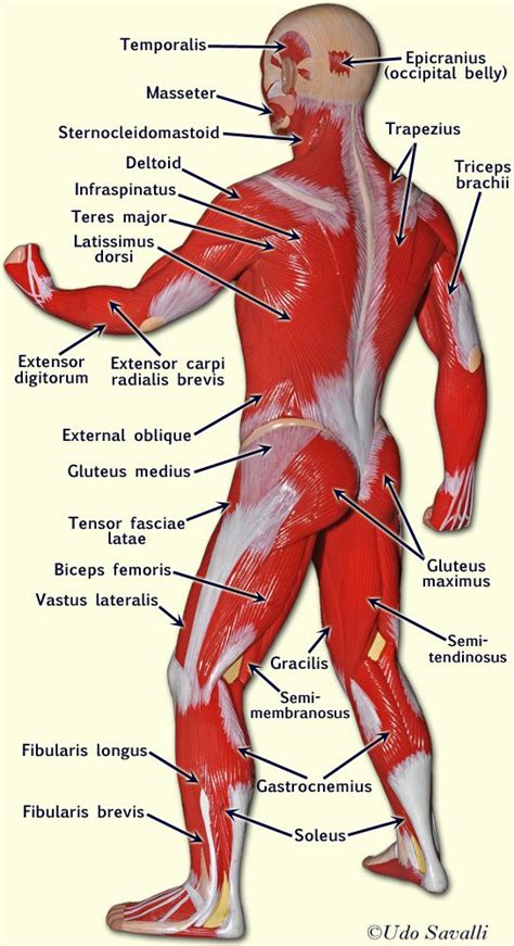 This is a table of skeletal muscles of the human anatomy. BIO201-Muscle Man | Human body anatomy, Man anatomy, Human ...