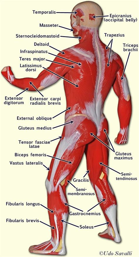 Longest muscle in the human body. BIO201-Muscle Man | Human body anatomy, Man anatomy, Human ...
