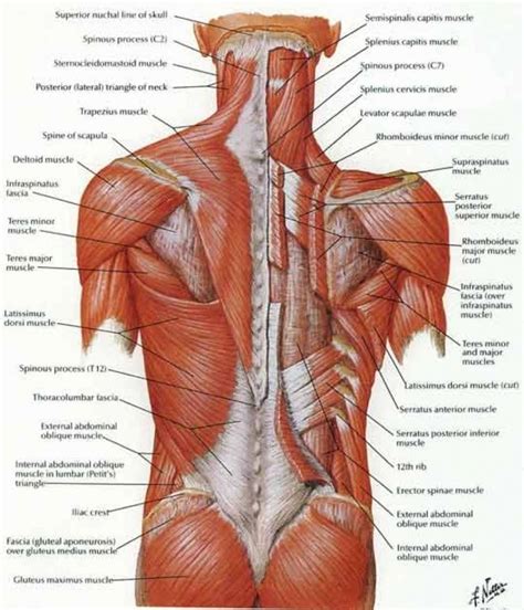 Learning the major muscles of the body doesn't. Image result for back muscles diagram #MuscleAnatomy ...