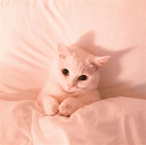There are 236 cat aesthetic wallpaper iphone for sale on etsy, and they cost $2.49 on average. ↺۬ ۪۪̥ ͜͡糖果 ፝֯֟ꪶꪮꪜꫀ | Cat aesthetic, Cute cats, Cute animals