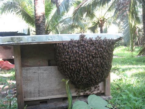 Disebabkan ia dikenali oleh sesiapa sahaja. Anim Agro Technology: KELAPA PANDAN