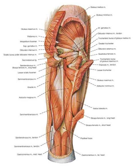 Often groin strain occurs in the area of inguinal ligament. Anatomy Of The Hip Joint Muscles | MedicineBTG.com